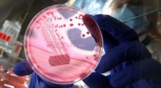 E coli Outbreak in Northern France